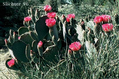 Beavertail Cactus, Opuntia basilaris with Mormon Tea, Ephedra nevadensis to the lower right from the Living Desert Museum, Palm Desert, CA....March 18, 1990. 