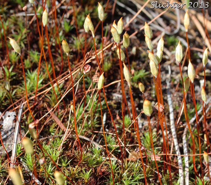 Awned Haircap Moss, Polytrichum Moss: Polytrichum piliferum