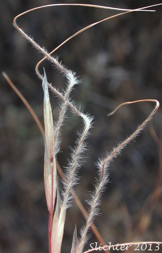 Hairy awns of Thurber's needlegrass: Eriocoma thurberiana 