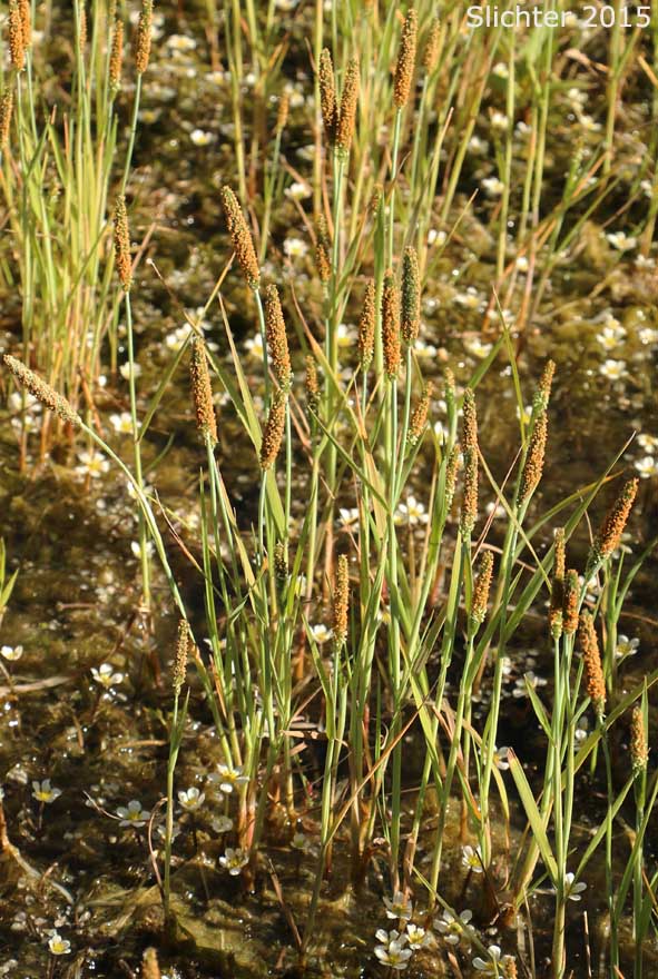 Foxtail Grasses: The Genus Alopecurus East of the Cascade Mountains of Oregon and Washington