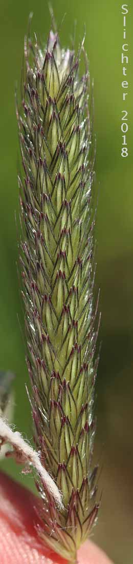 Inflorescence of Field Foxtail, Meadow Foxtail: Alopecurus pratensis