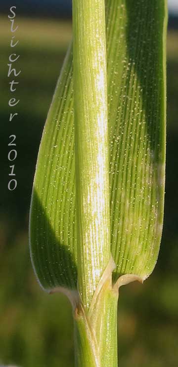 Leaf sheath of Field Foxtail, Meadow Foxtail: Alopecurus pratensis
