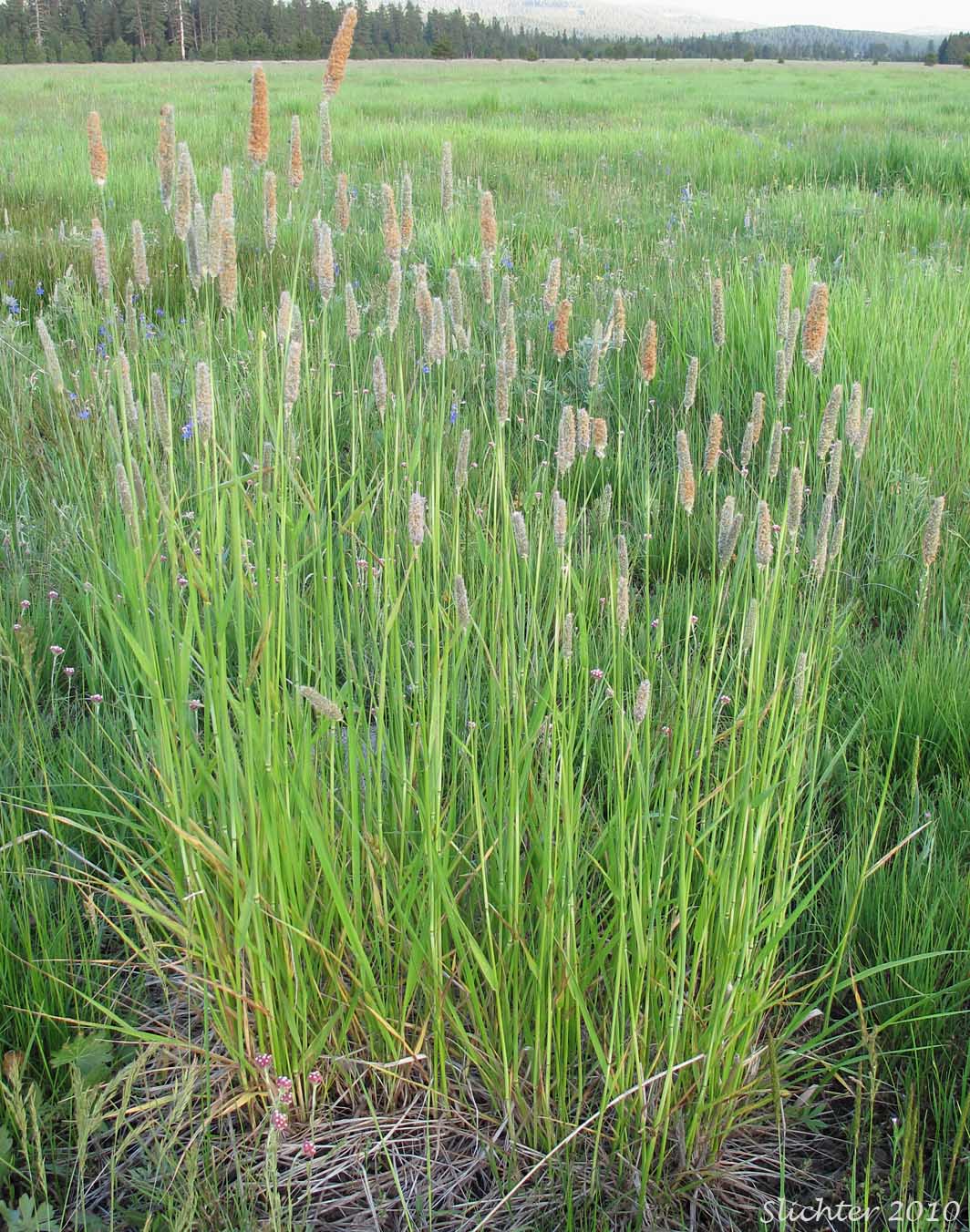Field Foxtail, Field Meadow-foxtail, Meadow Foxtail: Alopecurus pratensis