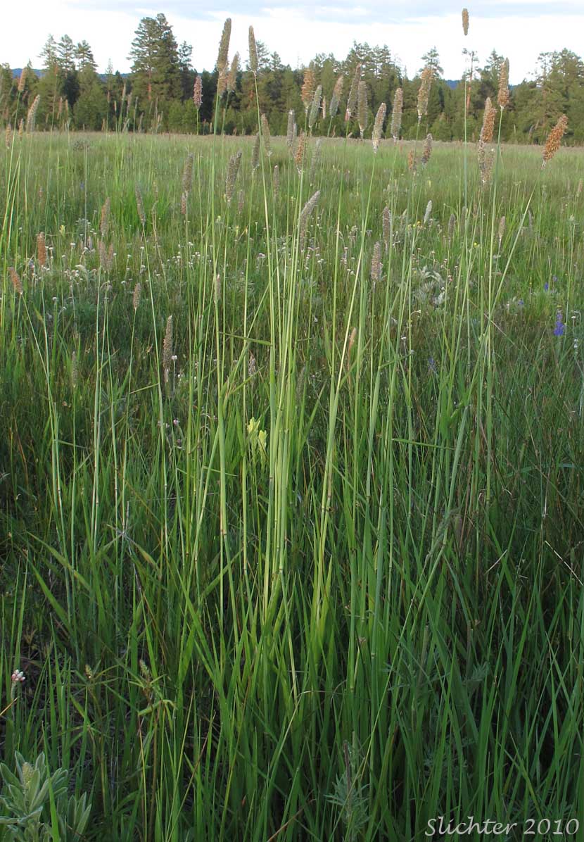 Field Foxtail, Meadow Foxtail: Alopecurus pratensis