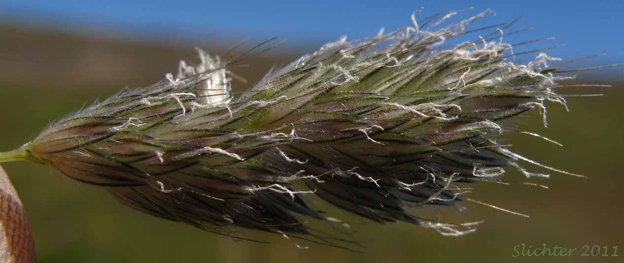 Close-up of the inflorescence of Field Foxtail, Field Meadow-foxtail, Meadow Foxtail: Alopecurus pratensis
