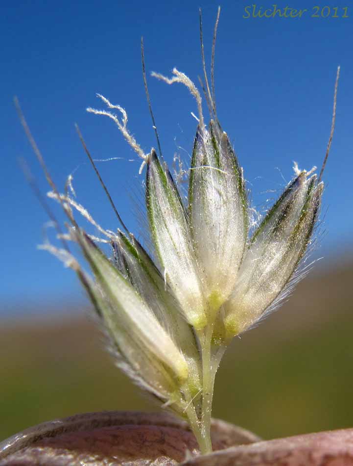 Close-up of the spikes of Field Foxtail, Field Meadow-foxtail, Meadow Foxtail: Alopecurus pratensis