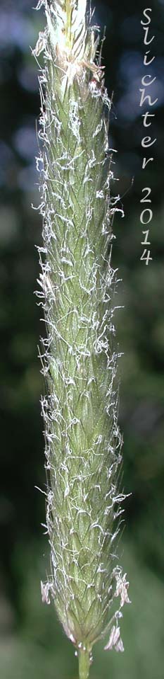 Field Foxtail, Meadow Foxtail: Alopecurus pratensis