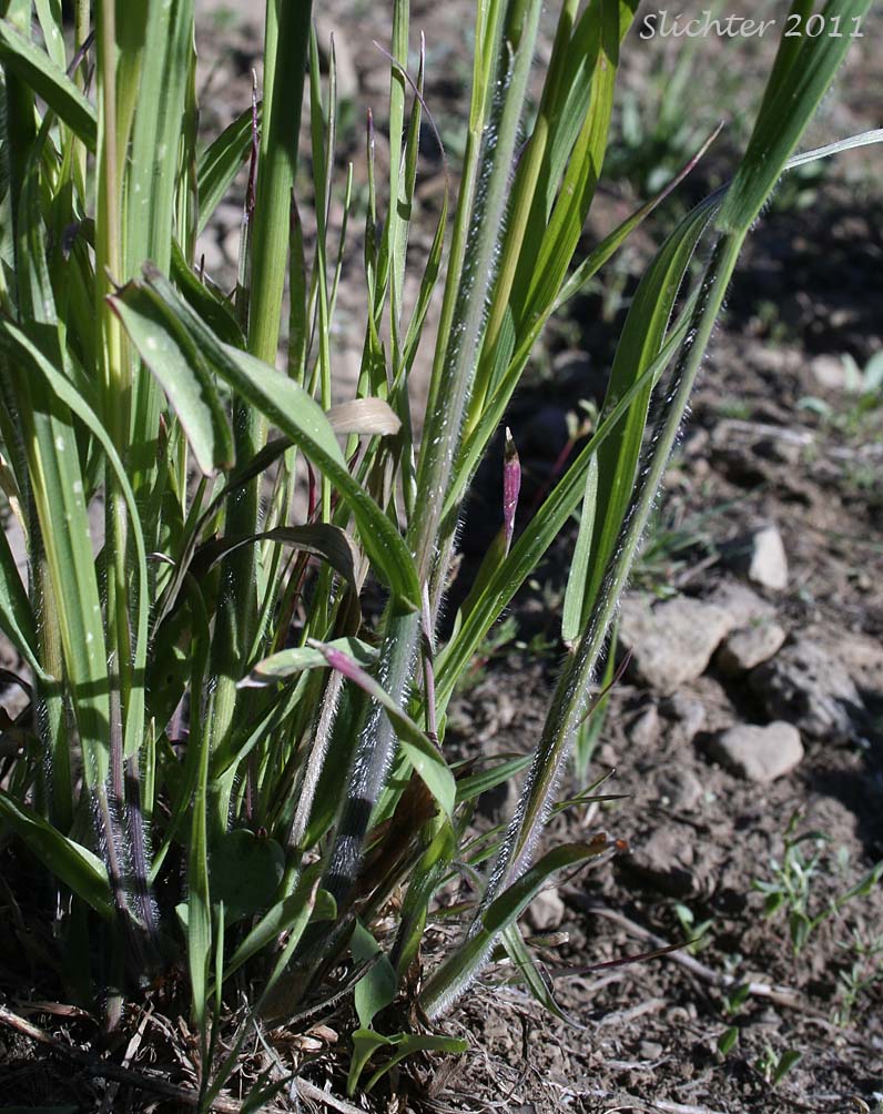Bases of the culms and lower stem leaves of Bordered California Brome, Mountain Brome: Bromus sitchensis var. marginatus (Synonyms: Bromus breviaristatus, Bromus carinatus var. linearis, Bromus carinatus var. marginatus, Bromus luzonensis, Bromus marginatus, Bromus marginatus var. breviaristatus, Bromus marginatus var. latior, Bromus marginatus var. marginatus, Bromus marginatus var. seminudus, Bromus subvelutinus, Ceratochloa marginata)