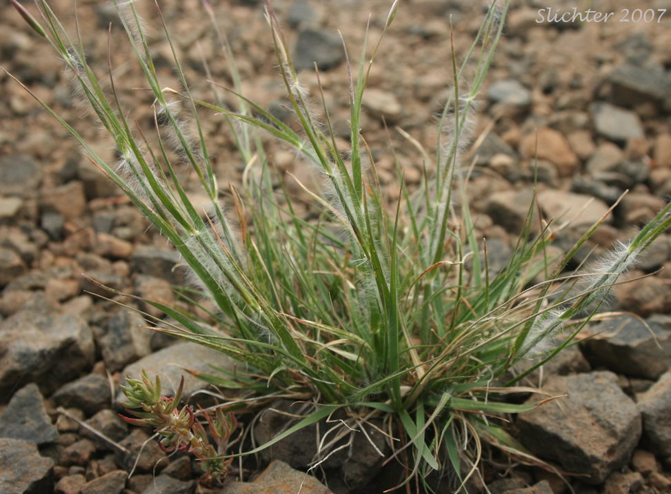 Onespike Danthonia, Few-flowered Wild Oatgrass, Few-flower Wild Oat-grass: Danthonia unispicata