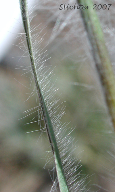 Spreading leaf hairs of Onespike Danthonia, Few-flowered Wild Oatgrass, Few-flower Wild Oat-grass: Danthonia unispicata