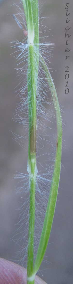 Hairs at joints and along stem of Onespike Danthonia, Few-flowered Wild Oatgrass, Few-flower Wild Oat-grass: Danthonia unispicata