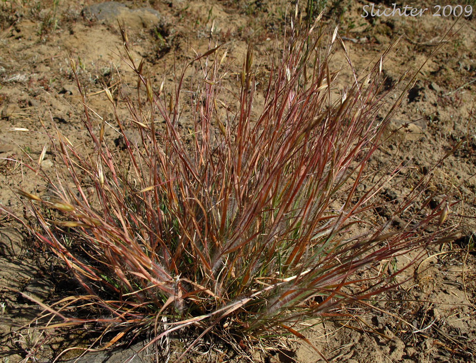 Onespike Danthonia, Few-flowered Oatgrass: Danthonia unispicata