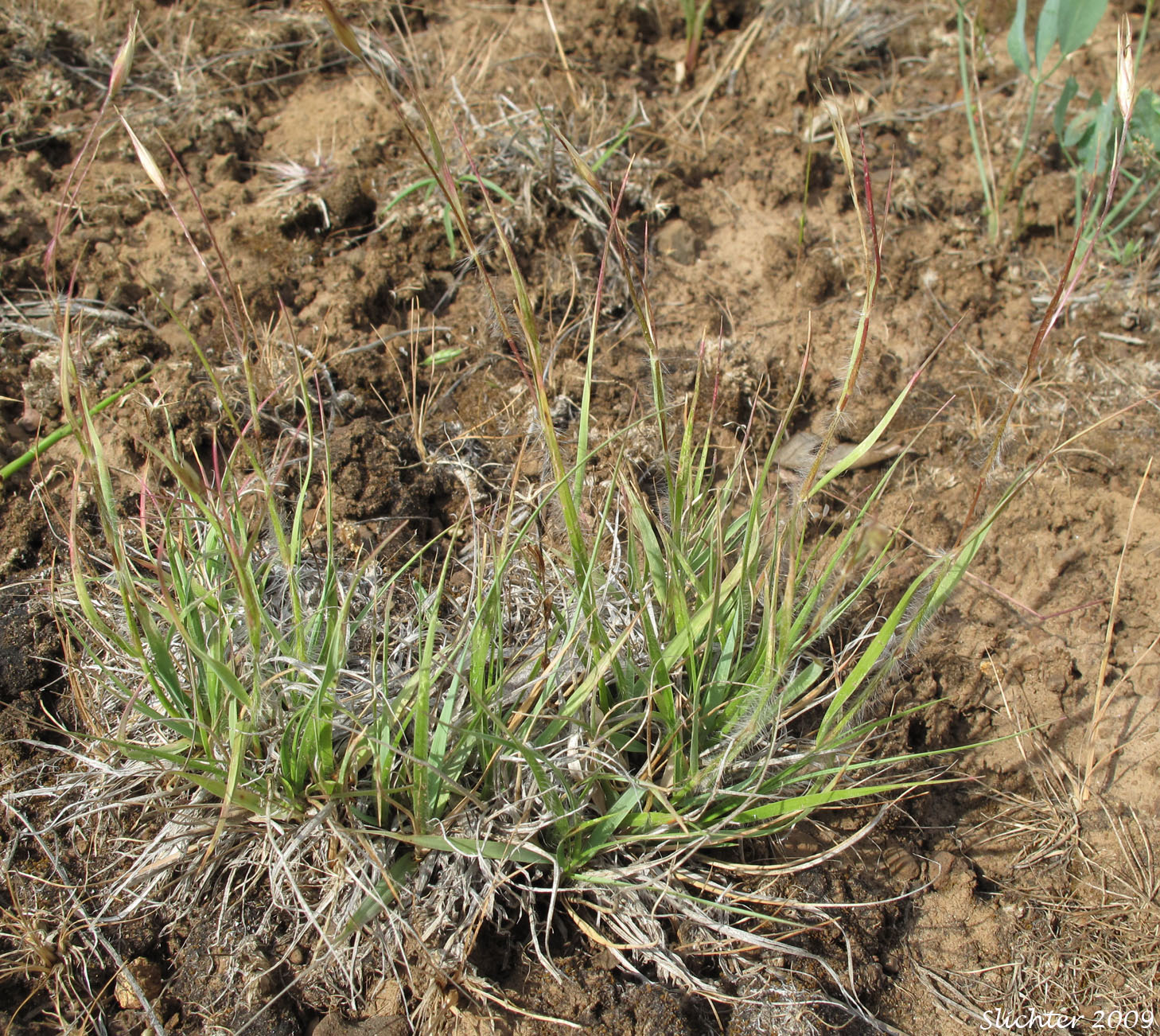 Onespike Danthonia, Few-flowered Wild Oatgrass, Few-flower Wild Oat-grass: Danthonia unispicata