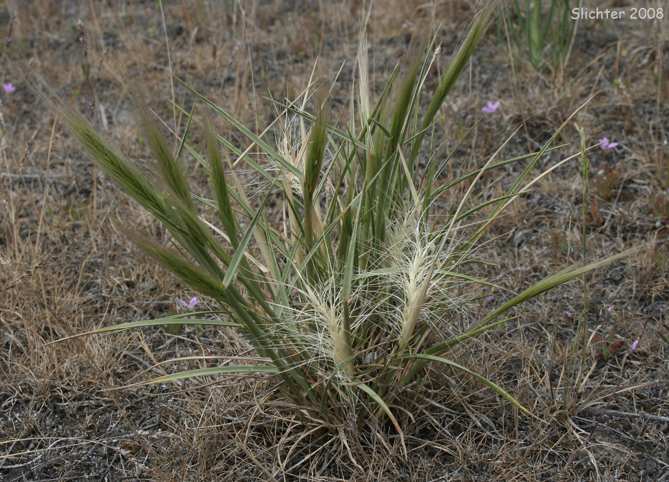 Squirreltail Grass: Elymus elymoides (Sitanion hystrix)