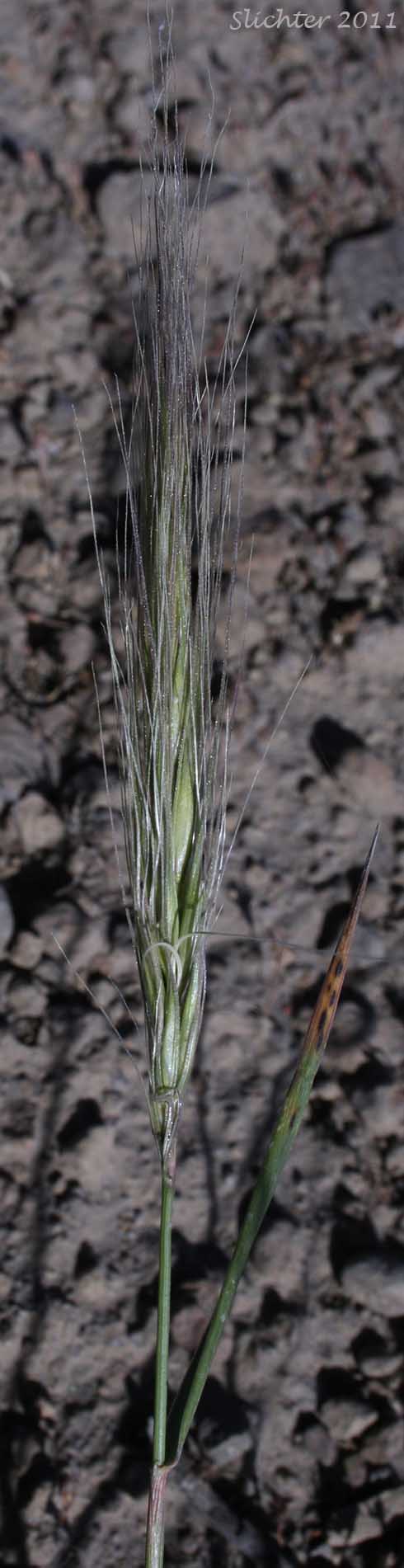 Close-up of the inflorescence of Squirreltail Grass, Bottlebrush Squirreltail: Elymus elymoides (Synonym: Sitanion hystrix)