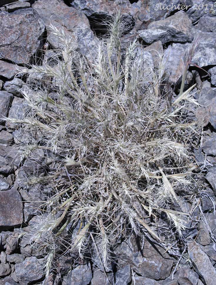 Squirreltail Grass, Bottlebrush Squirreltail: Elymus elymoides (Synonym: Sitanion hystrix)