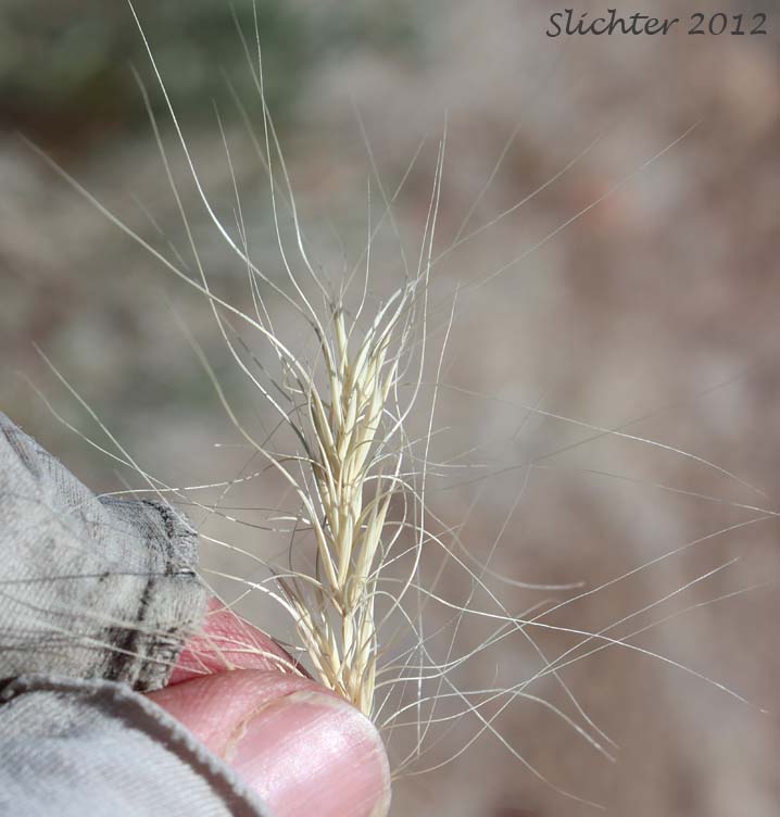 Mature inflorescence of Squirreltail Grass, Bottlebrush Squirreltail: Elymus elymoides (Synonym: Sitanion hystrix)