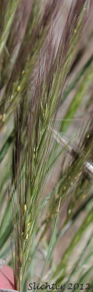 Inflorescence of Squirreltail Grass, Bottlebrush Squirreltail: Elymus elymoides (Synonym: Sitanion hystrix)