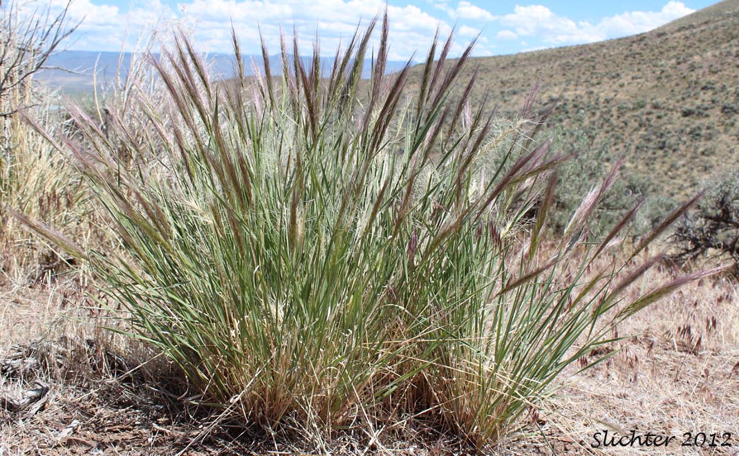 Squirreltail Grass, Bottlebrush Squirreltail: Elymus elymoides (Synonym: Sitanion hystrix)