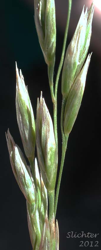 Close-up of part of the inflorescence of Rough Fescue, Buffalo Bunchgrass: Festuca campestris (Synonyms: Festuca altaica, Festuca altaica ssp. major, Festuca altaica ssp. scabrella, Festuca scabrella)