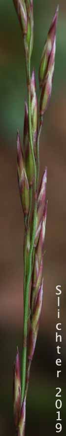 Green Fescue, Green-leaf Fescue, Mountain Bunchgrass: Festuca viridula (Synonym: Festuca howellii)