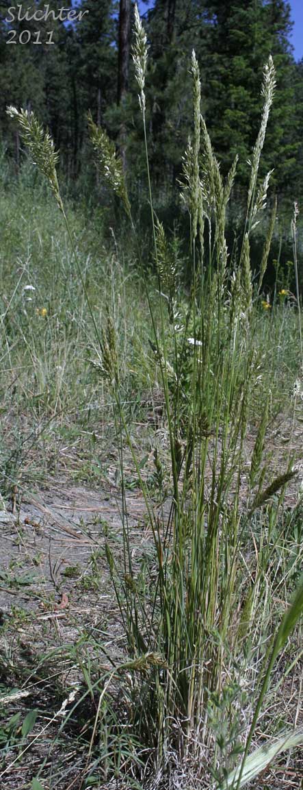 Prairie Junegrass, Prairie Koeler's Grass: Koeleria macrantha (Synonyms: Koeleria cristata, Koeleria cristata var. longifolia, Koeleria cristata var. pinetorum, Koeleria gracilis, Koeleria nitida, Koeleria pyramidata, Koeleria yukonensis)