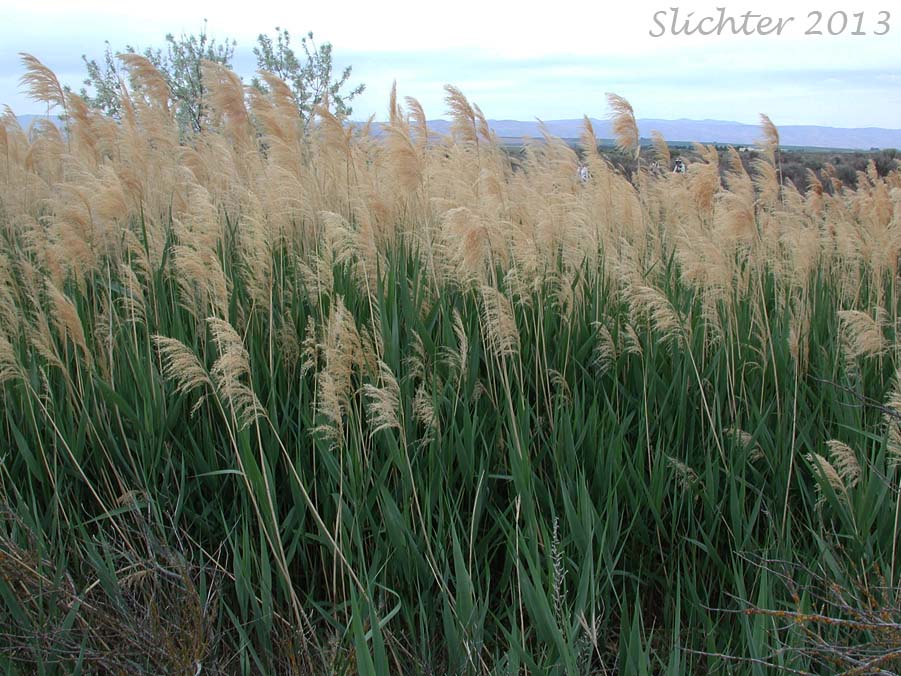 Common Reed: Phragmites australis ssp. australis (Synonyms: Phragmites communis, Phragmites phragmites)