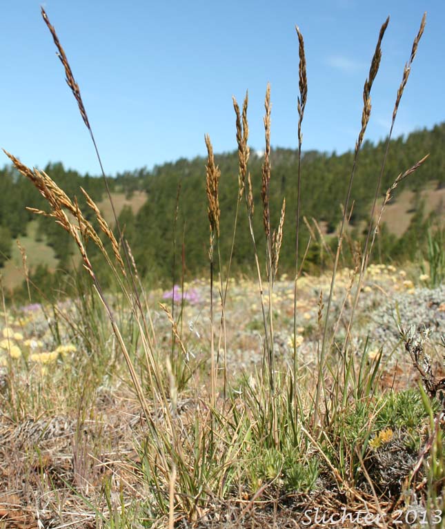 Nevada Bluegrass: Poa secunda (Synonym: Poa nevadensis, Poa secunda ssp. juncifolia)