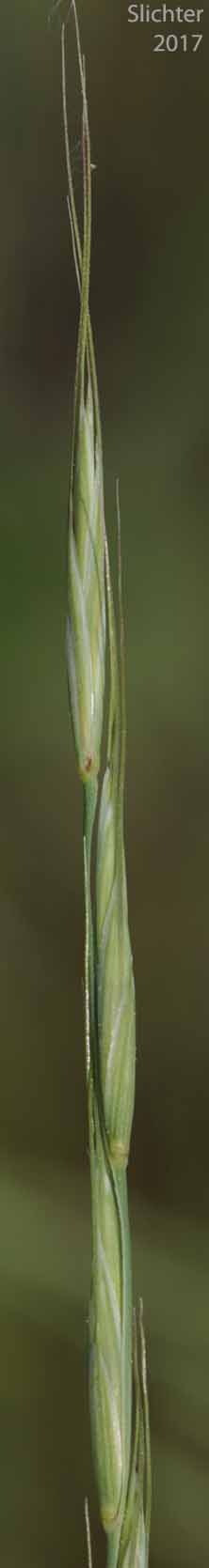 Bluebunch Wheatgrass, Beardless Bluebunch Wheatgrass, Beardless Wheatgrass: Pseudoroegneria spicata (Synonyms: Agropyron inerme, Agropyron spicatum , Agropyron spicatum var. inerme, Agropyron spicatum var. pubescens, Agropyron vaseyi, Elymus spicatus, Elytrigia spicata, Pseudoroegneria spicata ssp. inermis, Pseudoroegneria spicata ssp. spicata, Roegneria spicata)