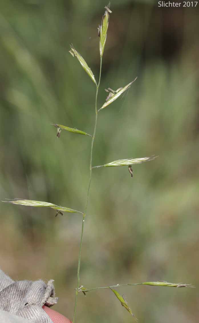Inflorescence of North Africa Grass, Ventenata, Voodoo Grass: Ventenata dubia (Synonyms: Avena dubia, Ventenata avenacea)