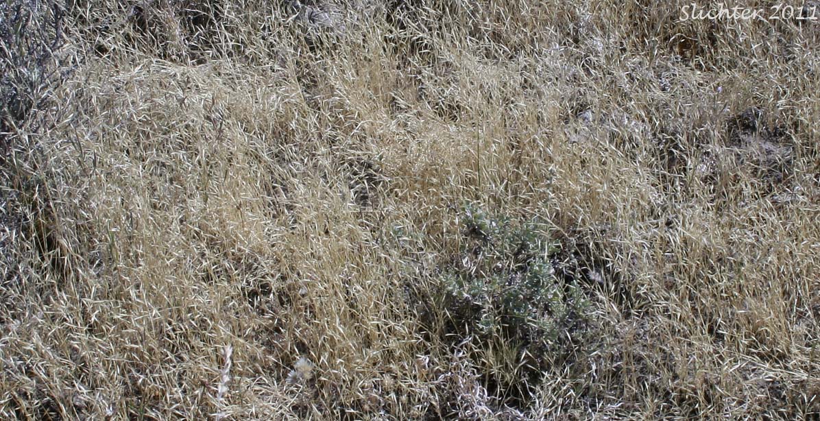 North Africa Grass, Ventenata, Voodoo Grass: Ventenata dubia (Synonyms: Avena dubia, Ventenata avenacea)