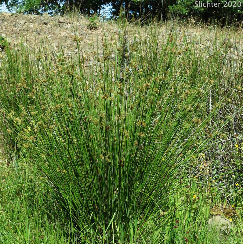 Soft Rush: Juncus effusus ssp. effusus (Synonyms: Juncus effusus var. compactus, Juncus effusus var. effusus, Juncus effusus var. subglomeratus) 