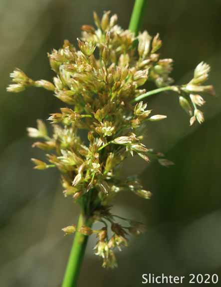 Soft Rush: Juncus effusus ssp. effusus (Synonyms: Juncus effusus var. compactus, Juncus effusus var. effusus, Juncus effusus var. subglomeratus) 