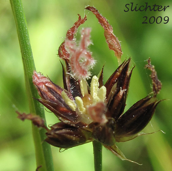 Portion of the inflorescence of Sierra Rush: Juncus nevadensis var. nevadensis (Synonyms: Juncus badius, Juncus columbianus, Juncus dubius, Juncus mertensianus ssp. gracilis, Juncus nevadensis var. badius, Juncus nevadensis var. columbianus)