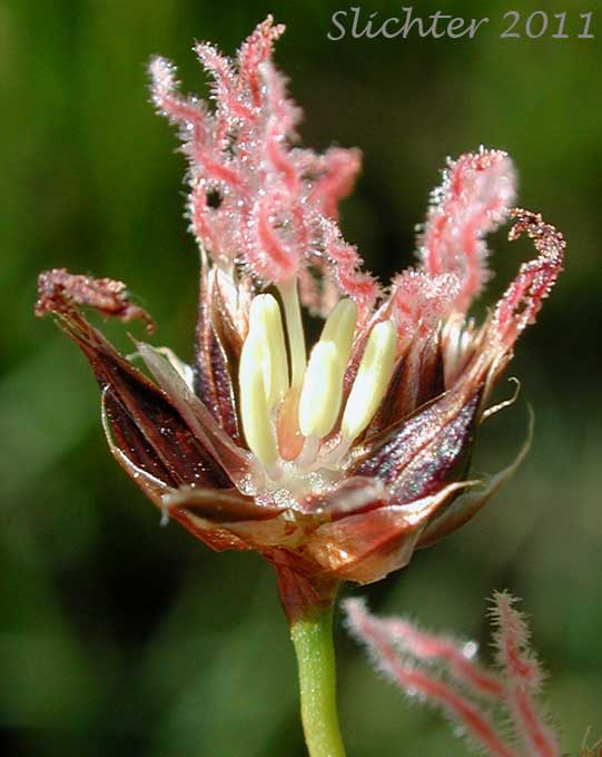 Close-up of a flower of Sierra Rush: Juncus nevadensis var. nevadensis (Synonyms: Juncus badius, Juncus columbianus, Juncus dubius, Juncus mertensianus ssp. gracilis, Juncus nevadensis var. badius, Juncus nevadensis var. columbianus)