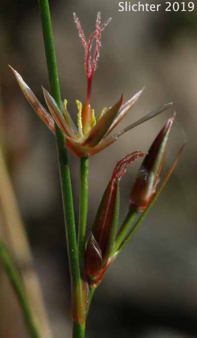 Flowers of Parry's Rush: Juncus parryi (Synonyms: Juncus drummondii var. parryi, Juncus hallii)