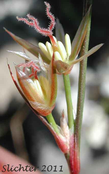 Close-ups of the flowers of Parry's Rush: Juncus parryi (Synonyms: Juncus drummondii var. parryi, Juncus hallii)