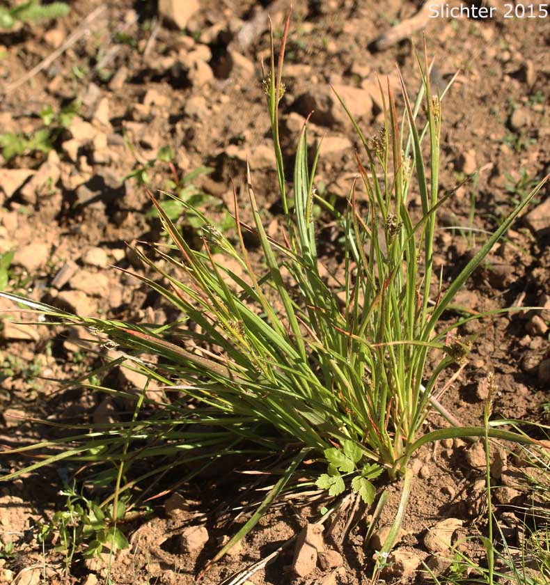 Pacific Woodrush: Luzula comosa var. laxa