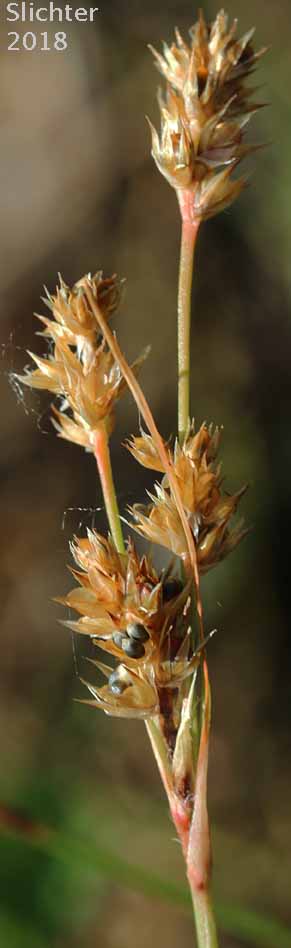 Inflorescence of Pacific Woodrush: Luzula comosa var. laxa