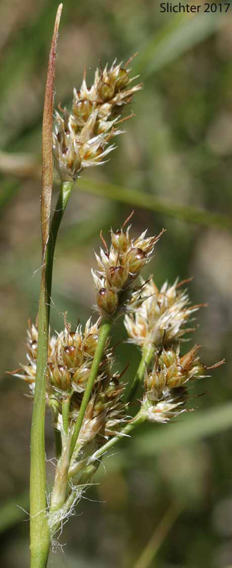 Pacific Woodrush: Luzula comosa var. laxa