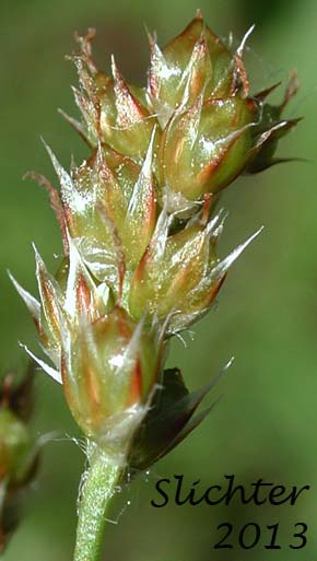 Pacific Woodrush: Luzula comosa var. laxa
