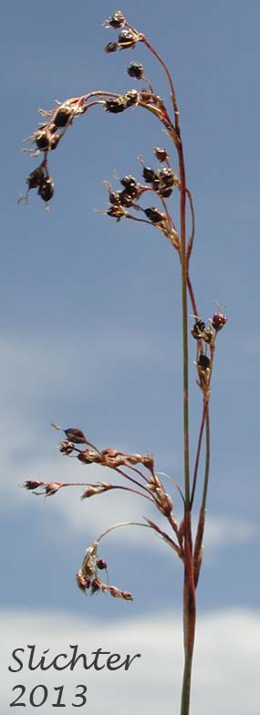 Inflorescence of Piper's Woodrush: Luzula piperi (Synonym: Luzula wahlenbergii)