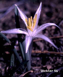 Sand Lily: Leucocrinum montanum