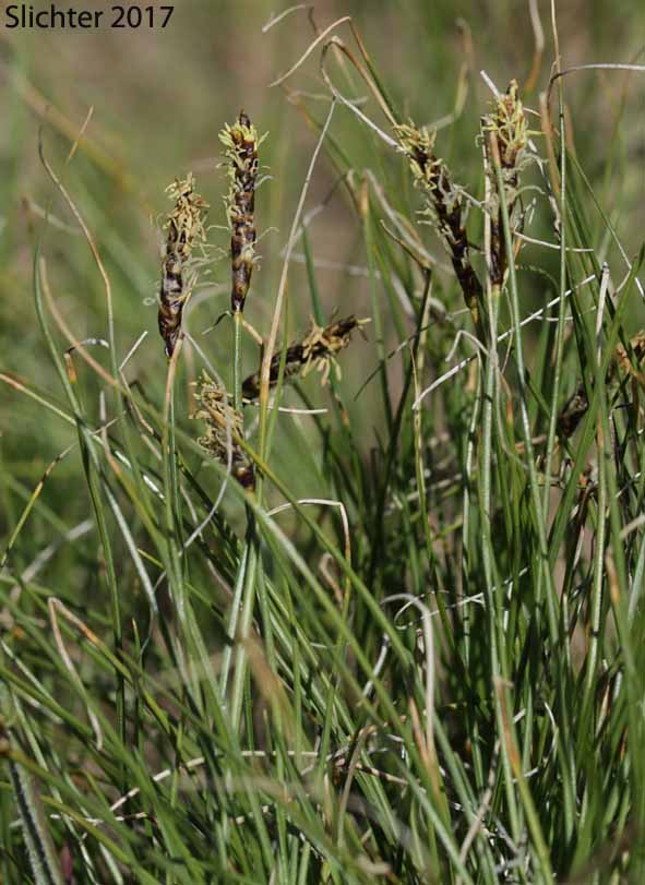 Threadleaf Sedge, Wool Grass: Carex filifolia var. filifolia (Synonyms: Carex elyniformis, Carex exserta, Carex filifolia, Carex filifolia var. erostrata)