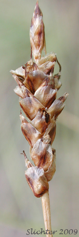 Inflorescence of Threadleaf Sedge, Wool Grass: Carex filifolia var. filifolia