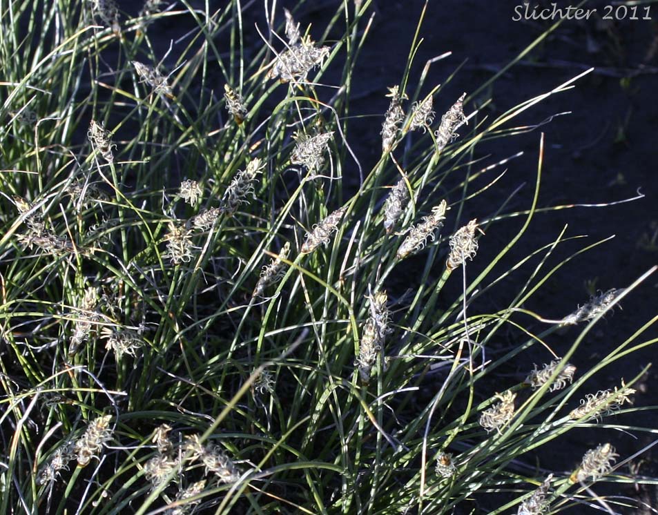 Threadleaf Sedge, Wool Grass: Carex filifolia var. filifolia (Synonyms: Carex elyniformis, Carex exserta, Carex filifolia, Carex filifolia var. erostrata)