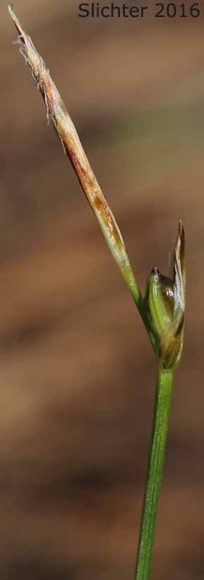 Elk Sedge, Geyer's Sedge: Carex geyeri