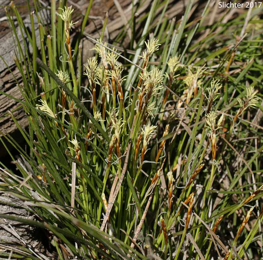 Elk Sedge, Geyer's Sedge: Carex geyeri