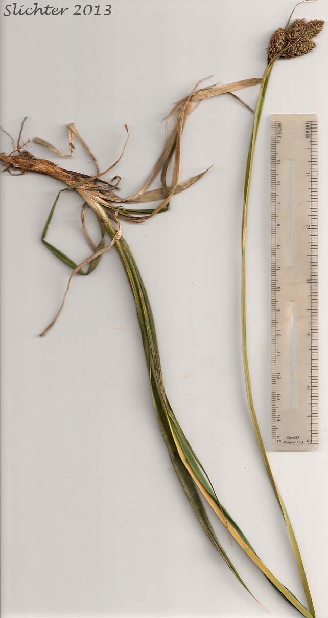 Different-veined Sedge: Carex heteroneura var. heteroneura (Synonym: Carex heteroneura var. heteroneura)