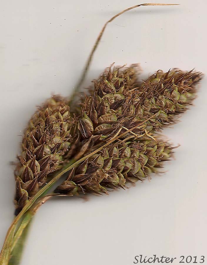 Close-up of the inflorescence of Different-veined Sedge: Carex heteroneura var. heteroneura (Synonym: Carex heteroneura var. heteroneura)
